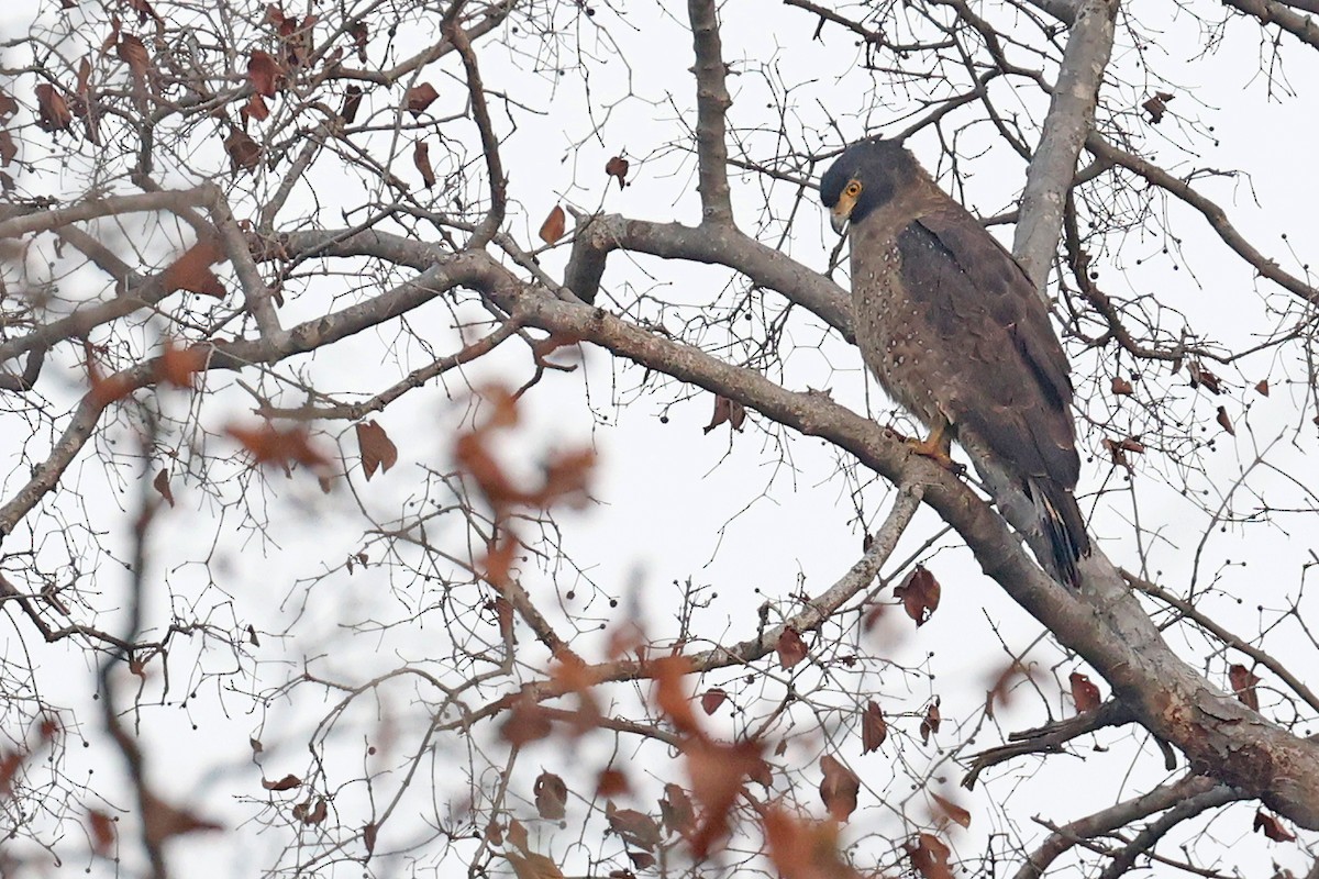 Crested Serpent-Eagle - ML616651899
