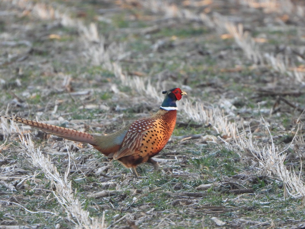 Ring-necked Pheasant - ML616651910
