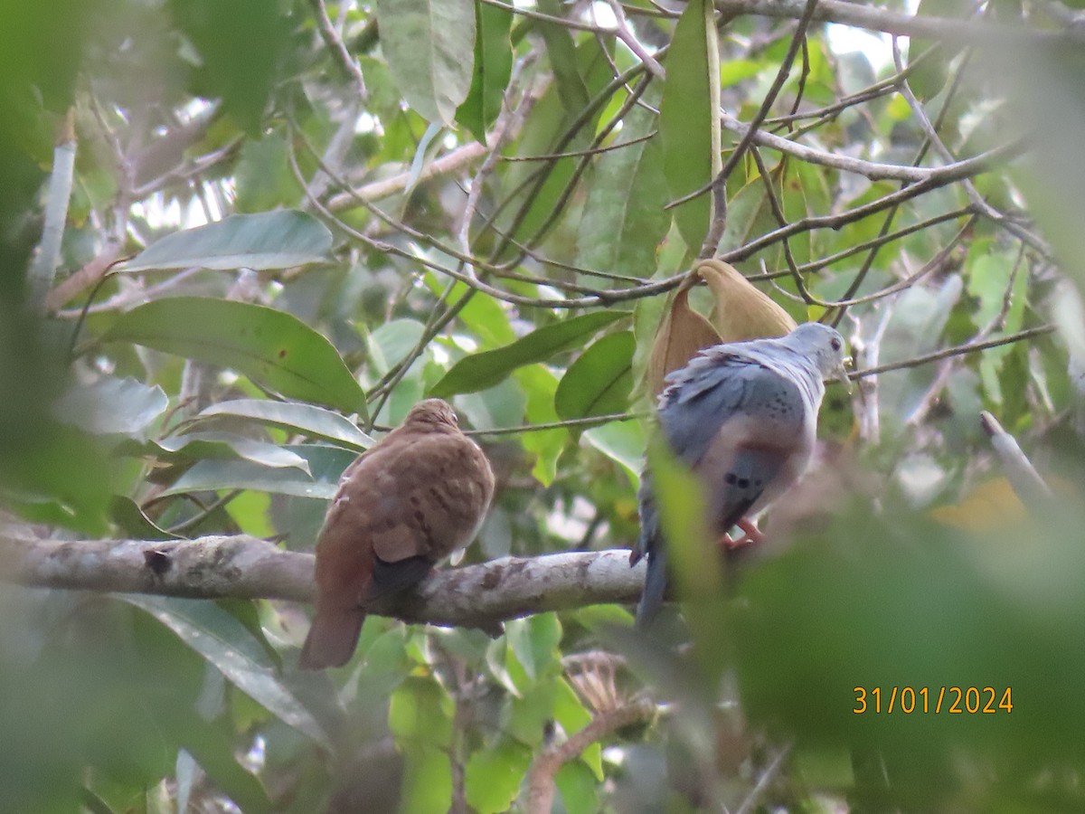 Blue Ground Dove - ML616651959