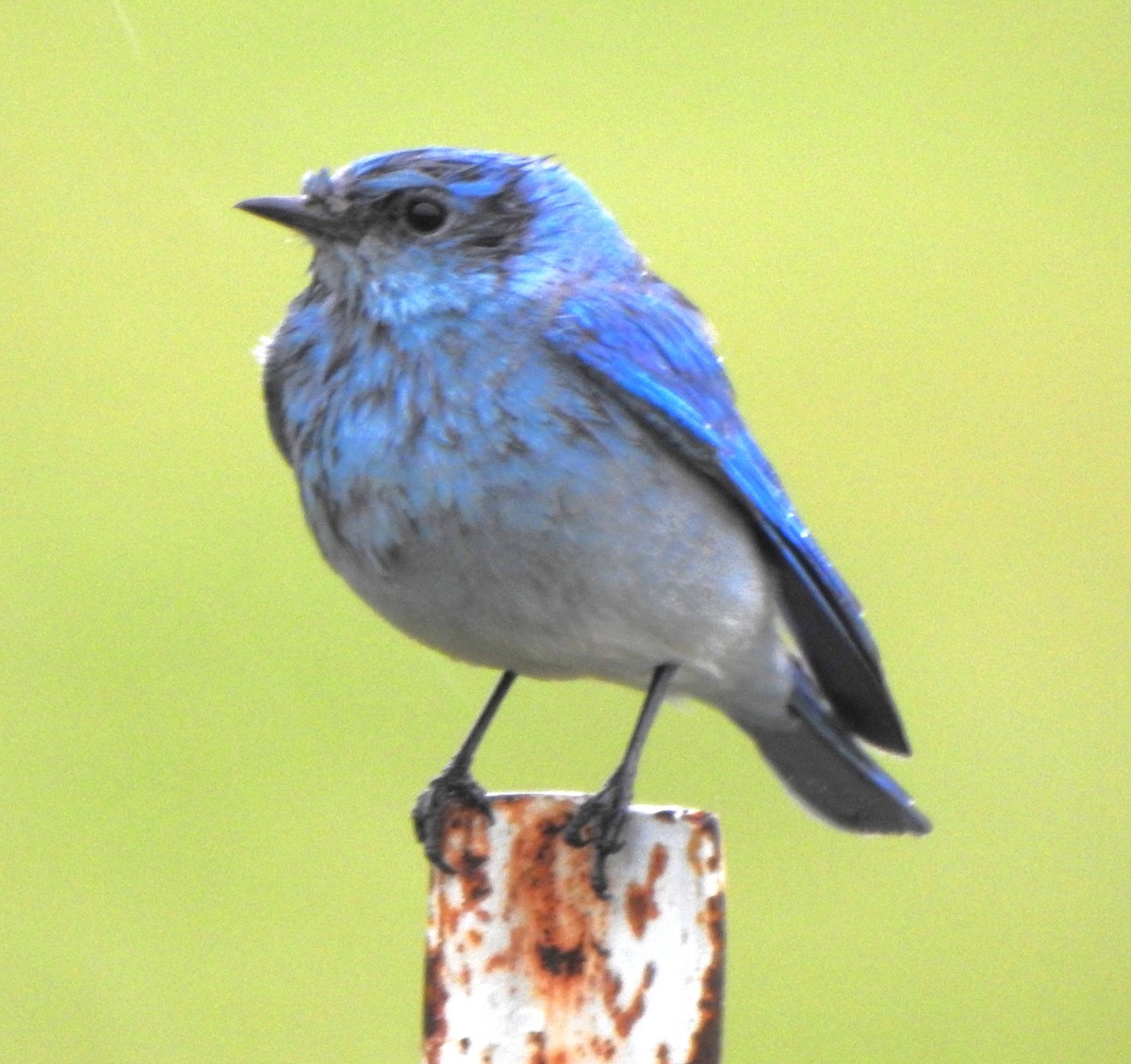 Mountain Bluebird - ML616651960