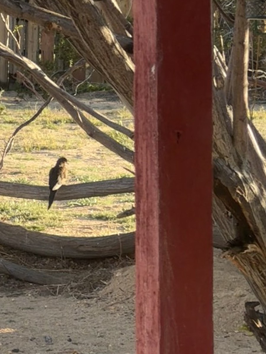 Mourning Dove - ML616651961