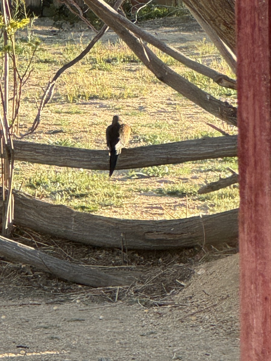 Mourning Dove - ML616651962