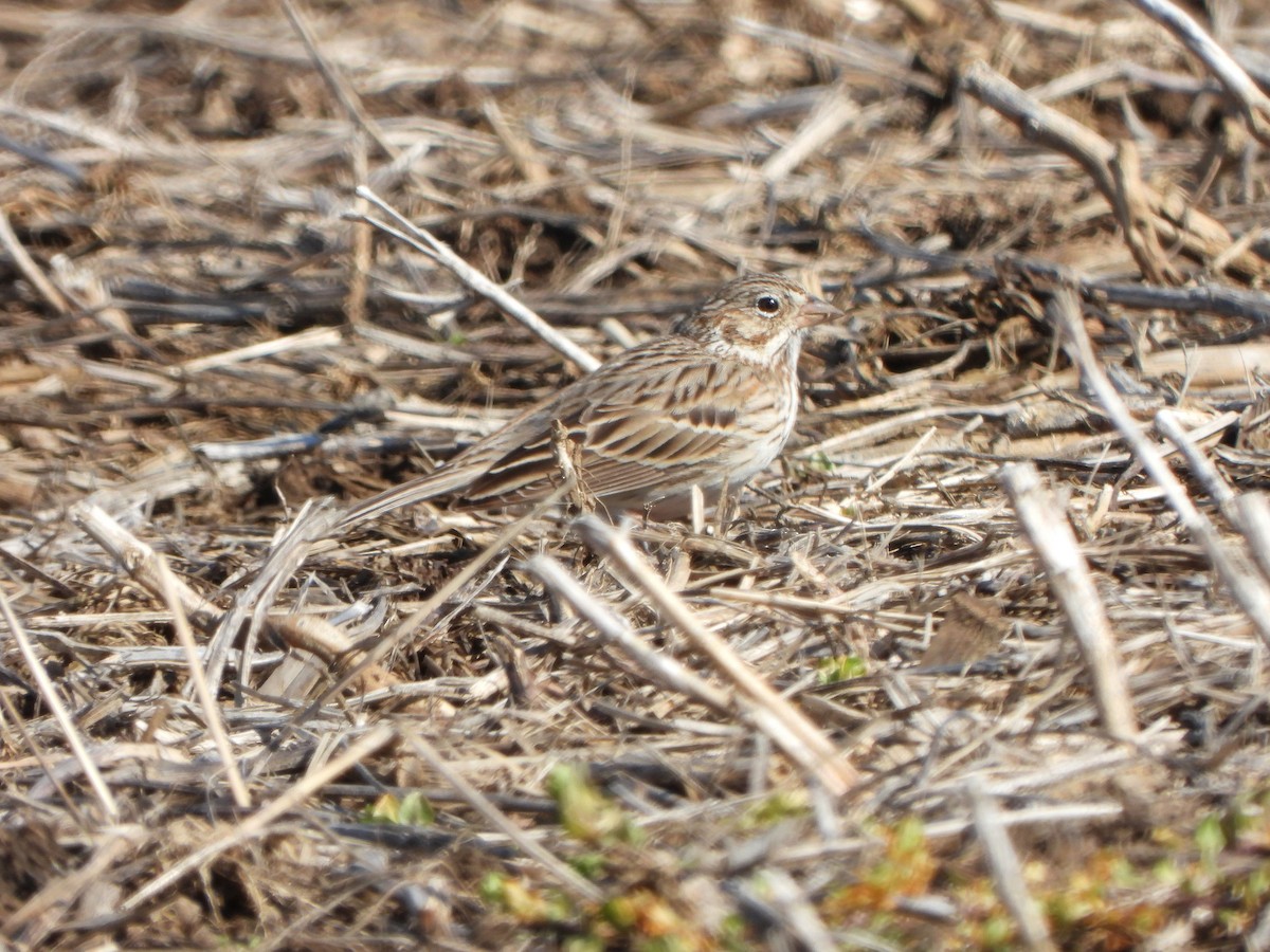 Vesper Sparrow - ML616651969