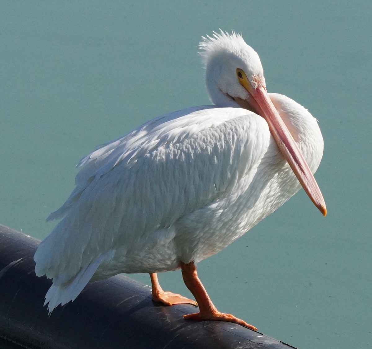 American White Pelican - ML616651978