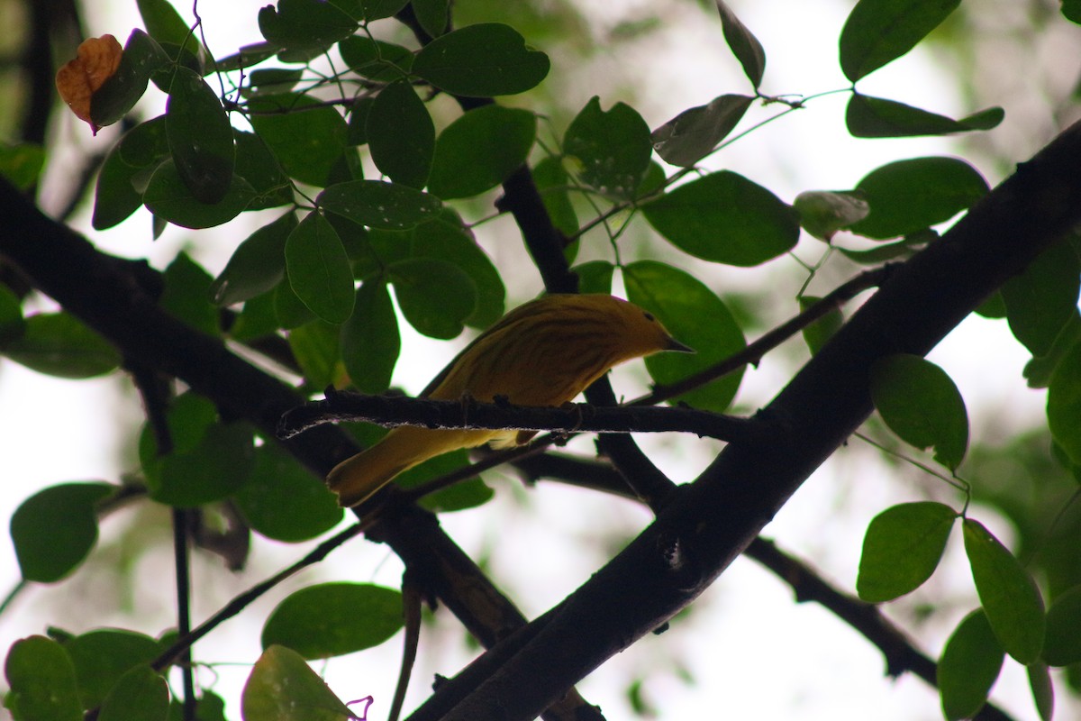 Yellow Warbler - ML616652122