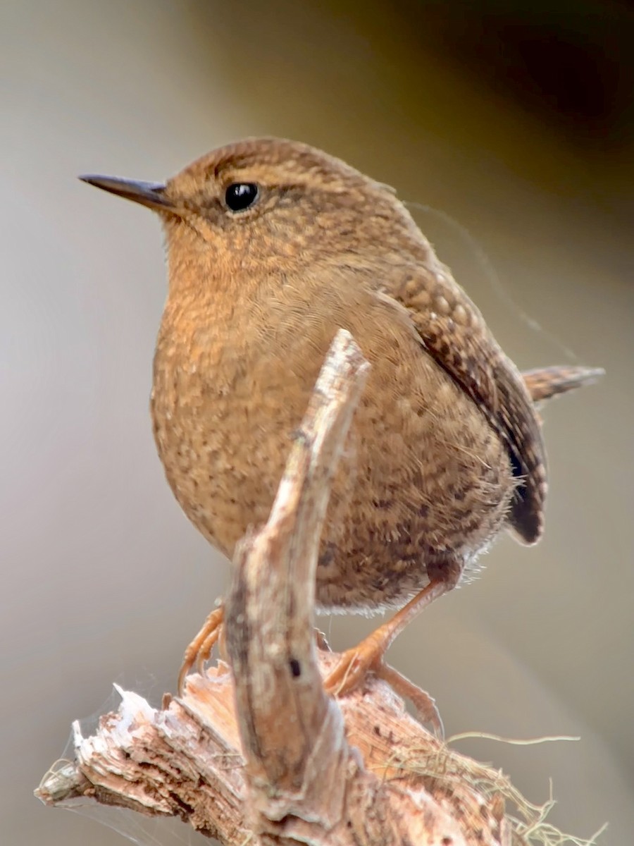 Pacific Wren - ML616652144