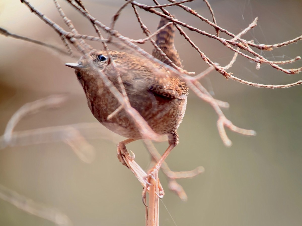 Pacific Wren - ML616652147