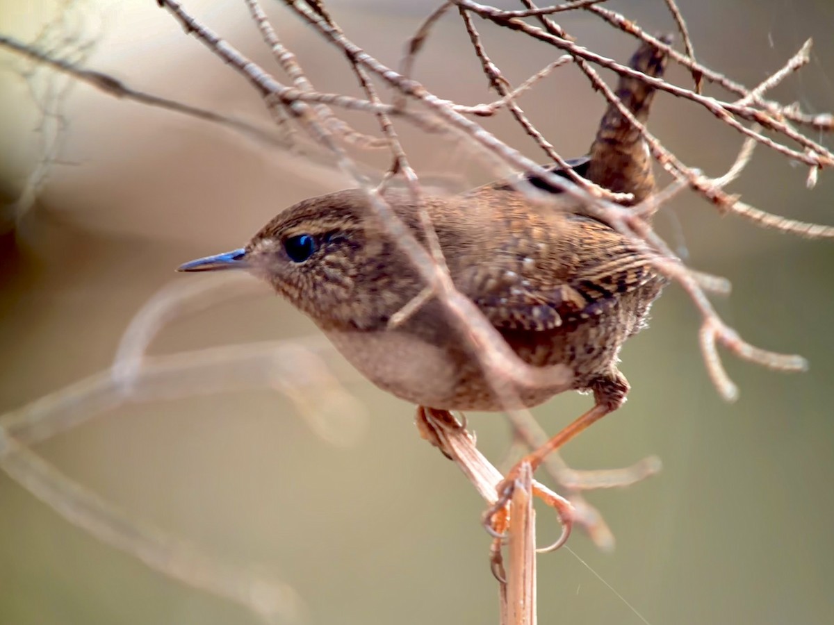 Pacific Wren - ML616652148