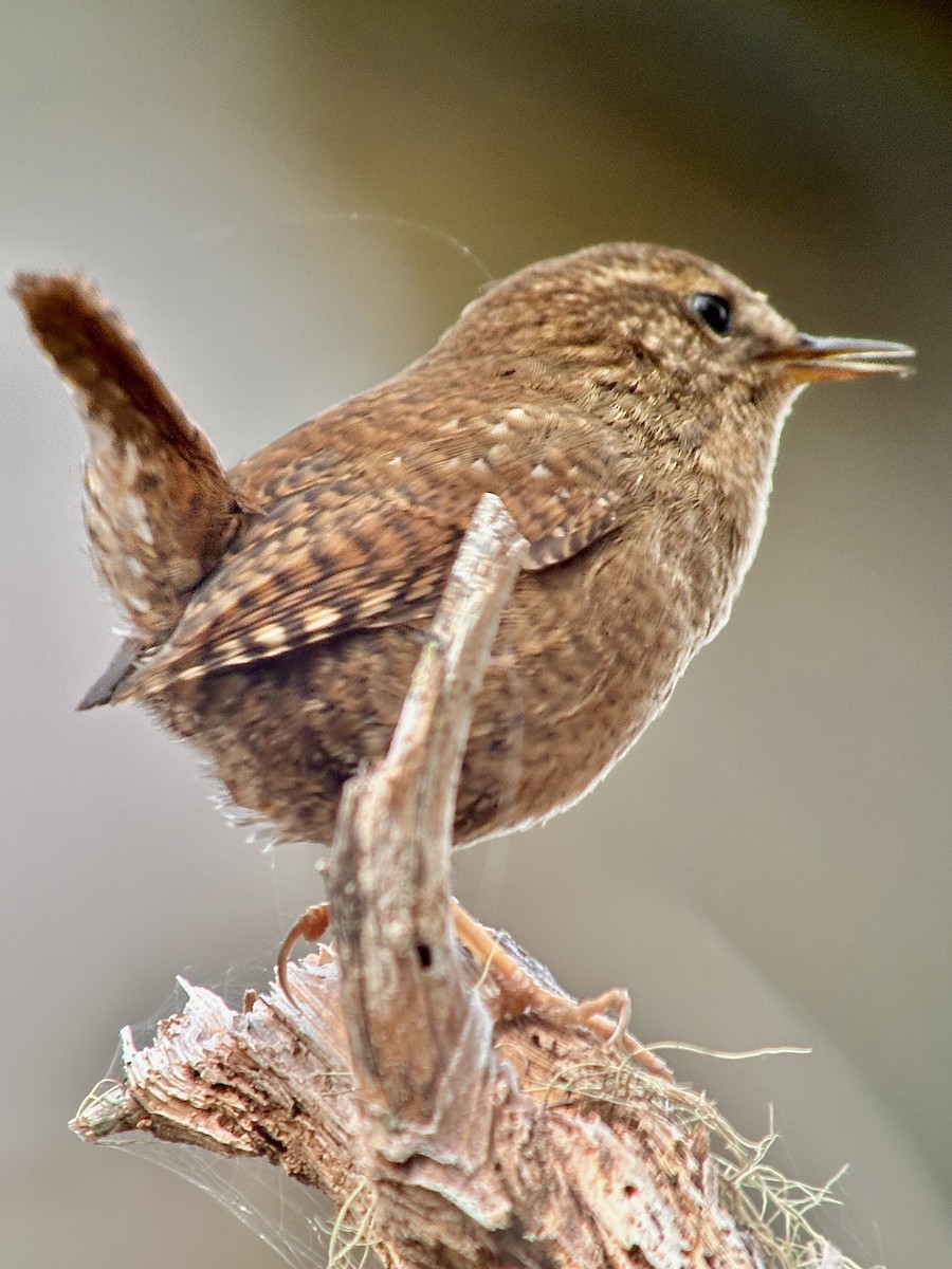 Pacific Wren - ML616652149