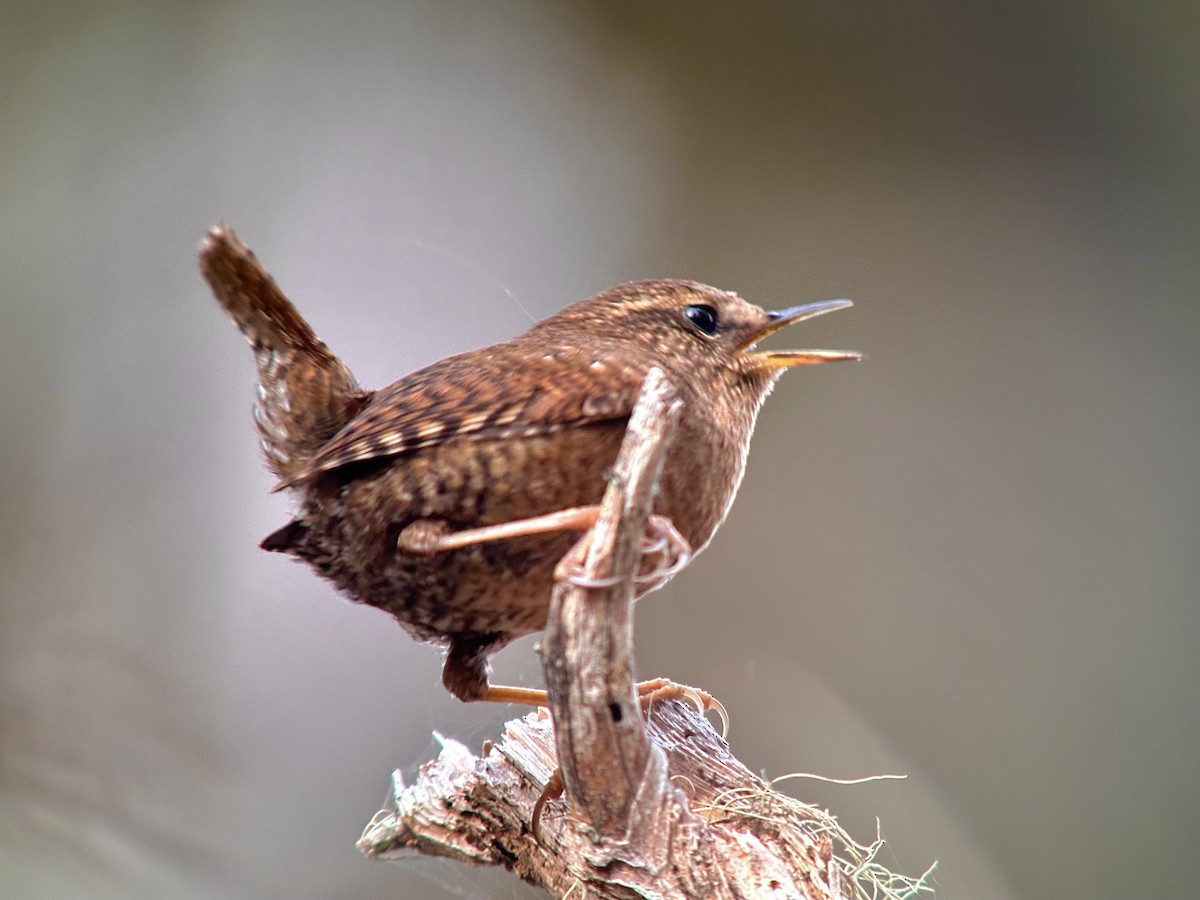 Pacific Wren - ML616652151