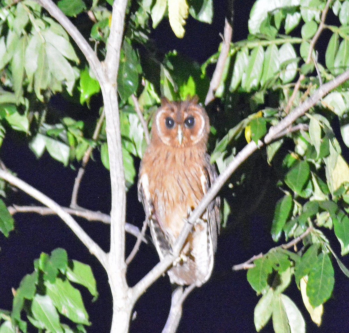 Jamaican Owl - ML616652193