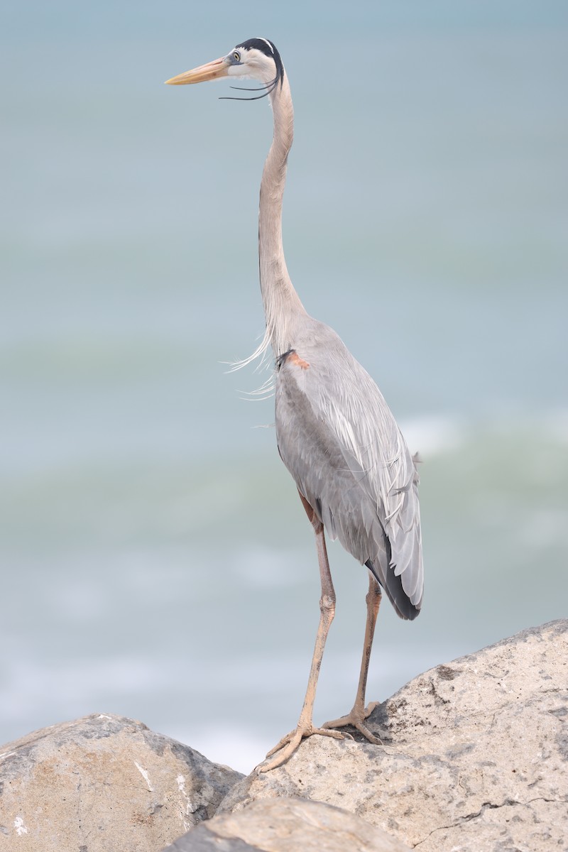 Great Blue Heron (Great Blue) - L. Ernesto Perez Montes (The Mexican Violetear 🦉)