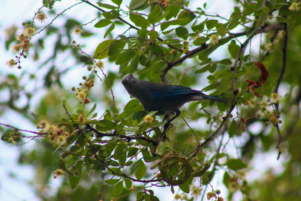 Blue-gray Tanager - ML616652205