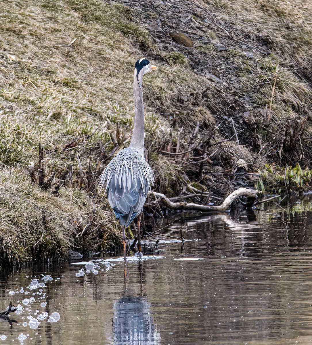 Great Blue Heron - Mike Birmingham