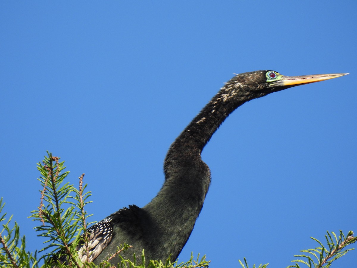 Amerika-Schlangenhalsvogel - ML616652251