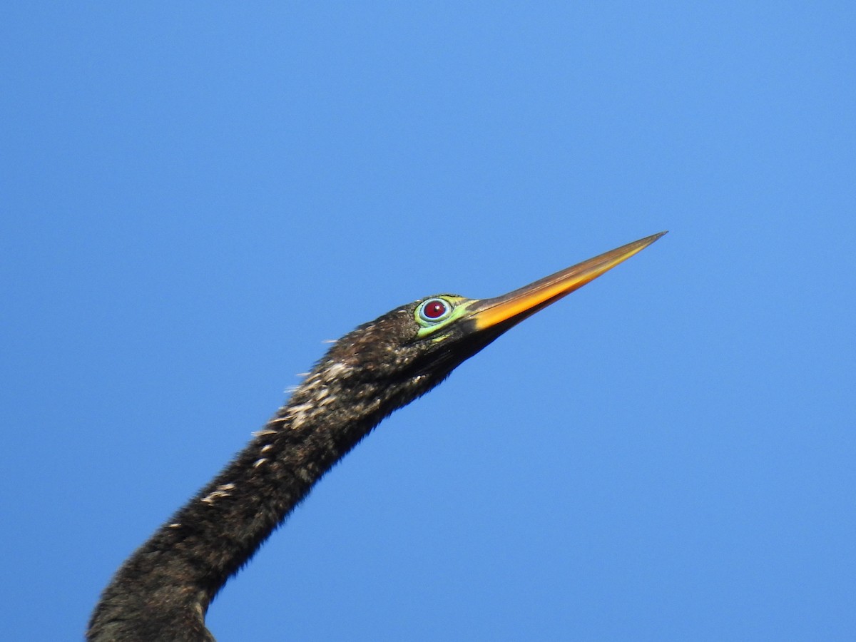 anhinga americká - ML616652252