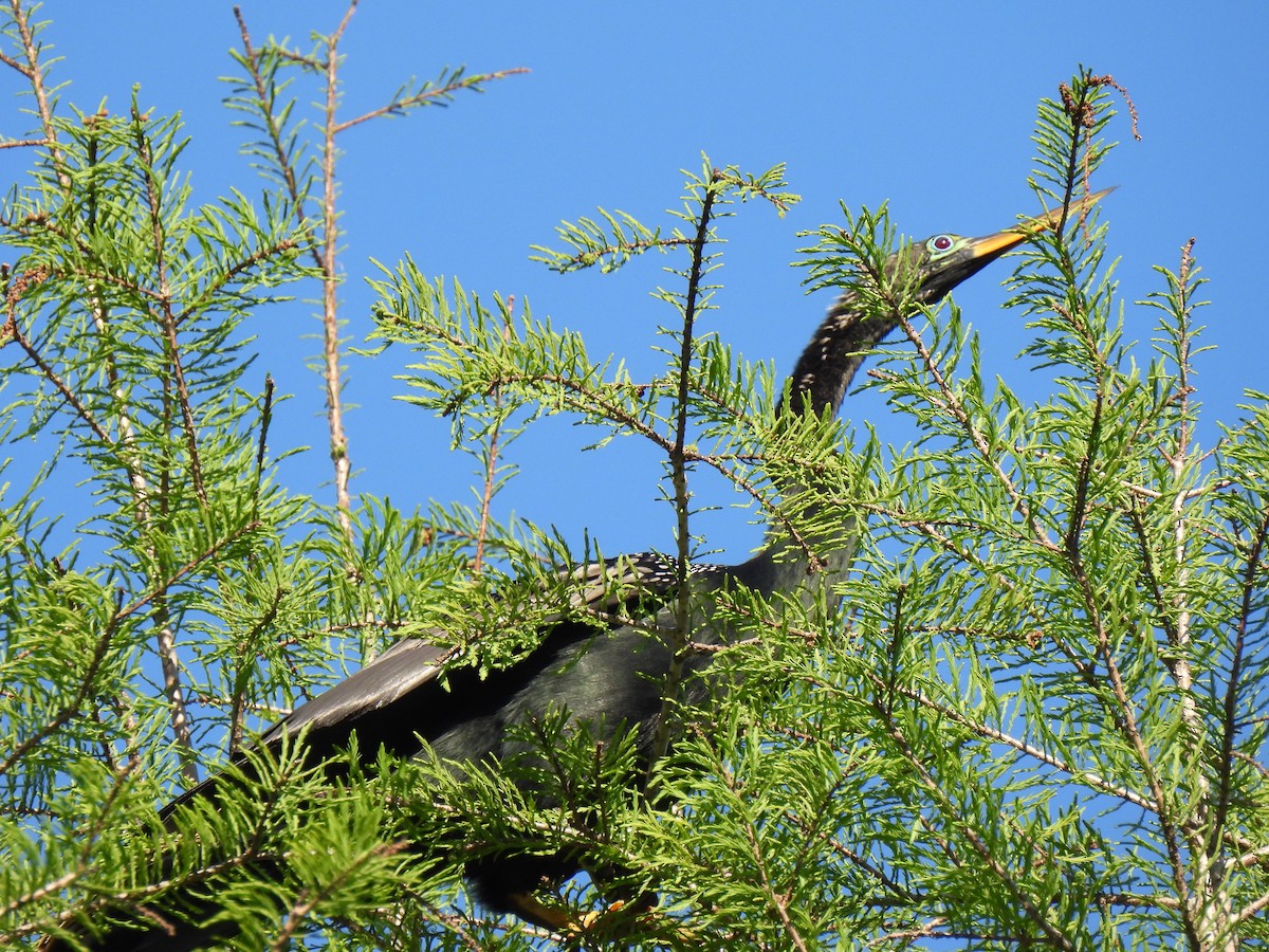 anhinga americká - ML616652253