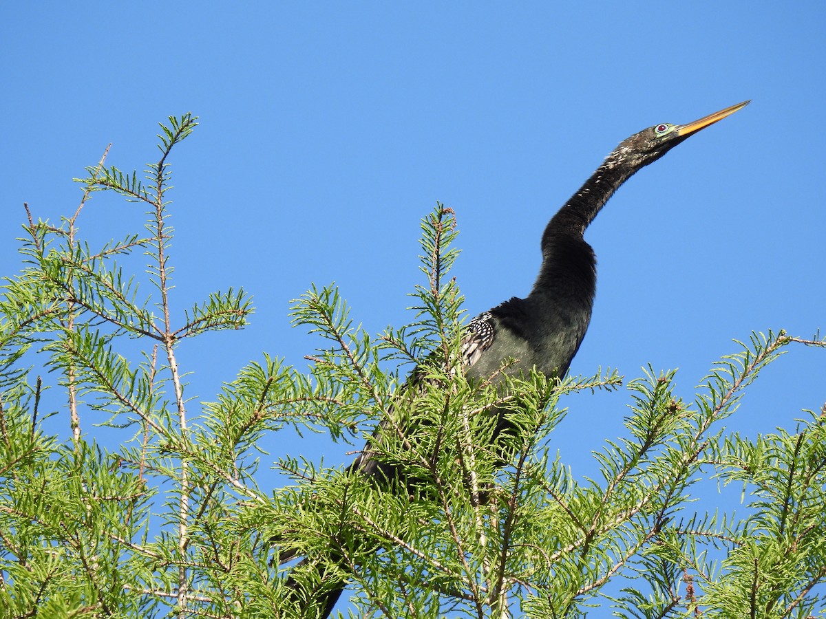 Amerika-Schlangenhalsvogel - ML616652254