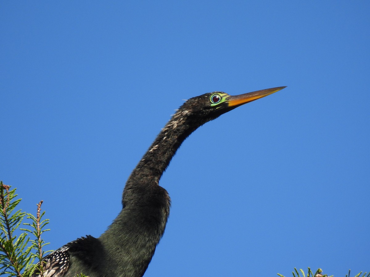 Anhinga Americana - ML616652255