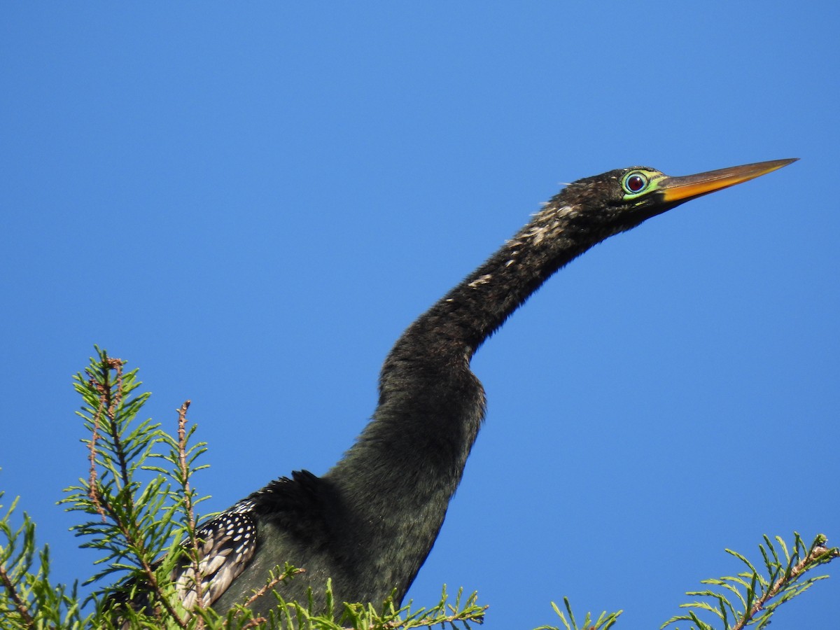 Amerika-Schlangenhalsvogel - ML616652258