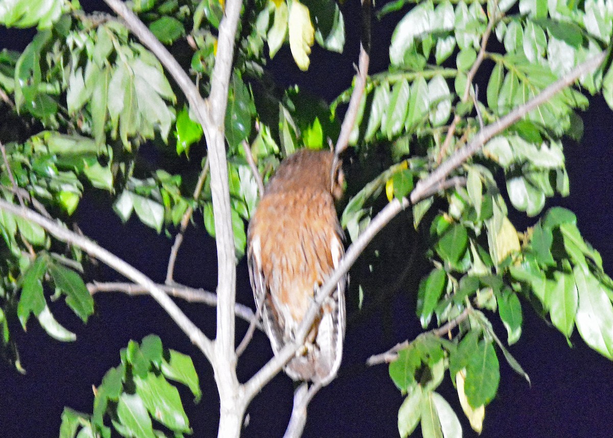 Jamaican Owl - ML616652276