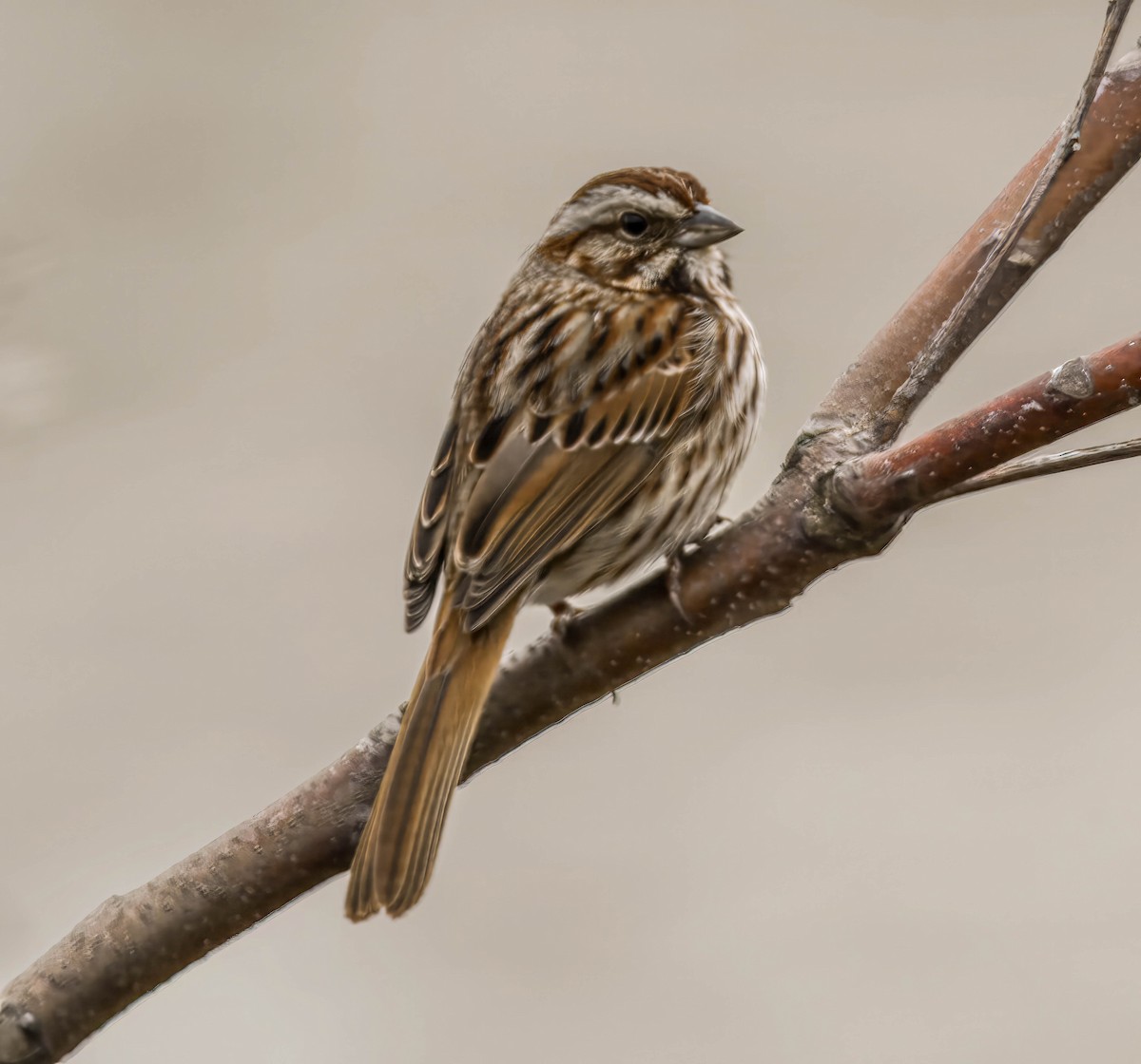 Song Sparrow - Mike Birmingham