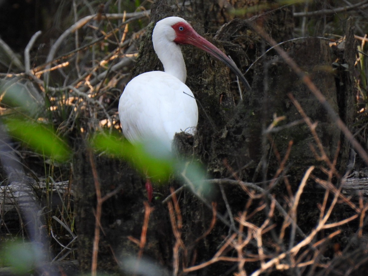 White Ibis - ML616652310