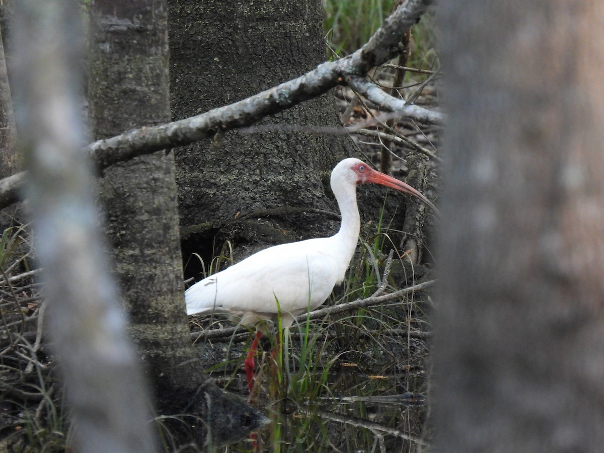 White Ibis - ML616652311