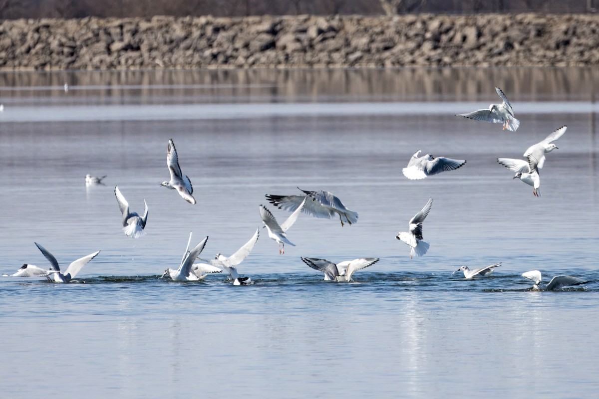 Bonaparte's Gull - ML616652402