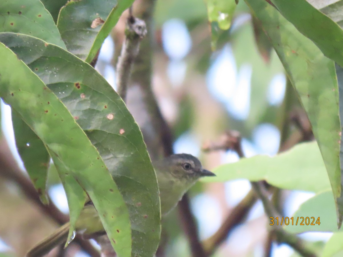 Slender-footed Tyrannulet - ML616652407