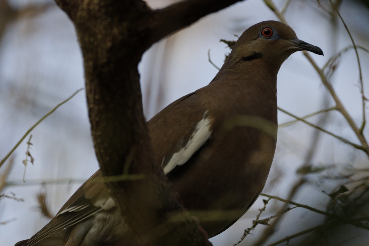 White-winged Dove - ML616652472