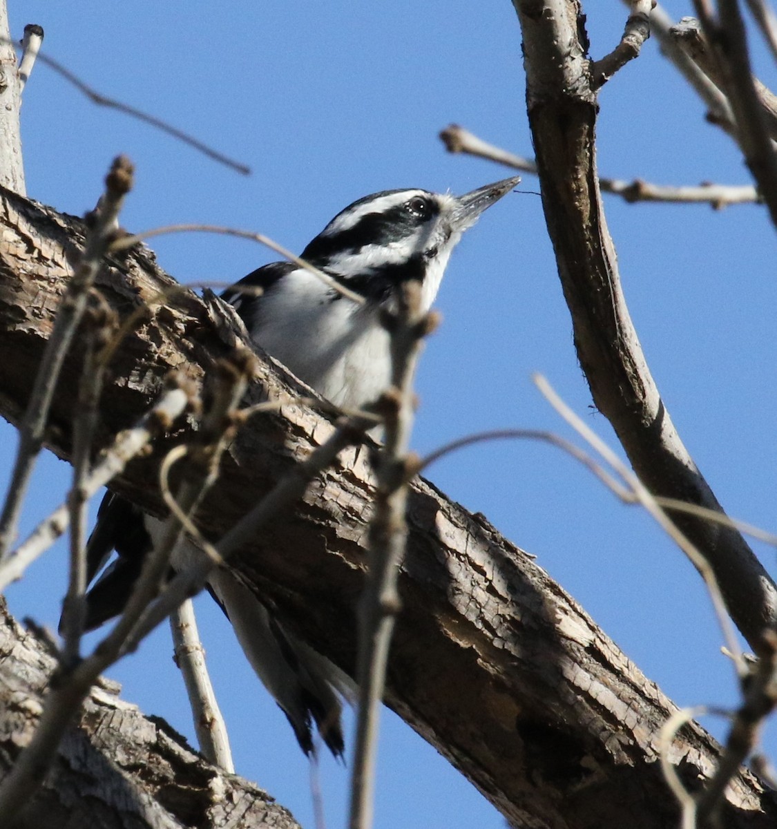 Hairy Woodpecker - ML616652532