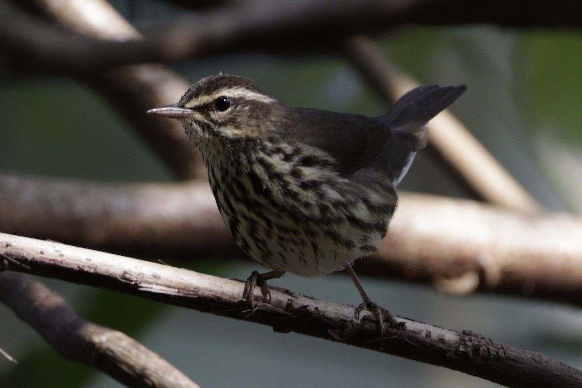 Northern Waterthrush - ML616652536