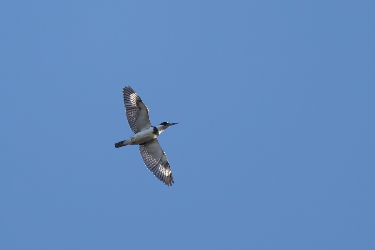 Belted Kingfisher - ML616652547