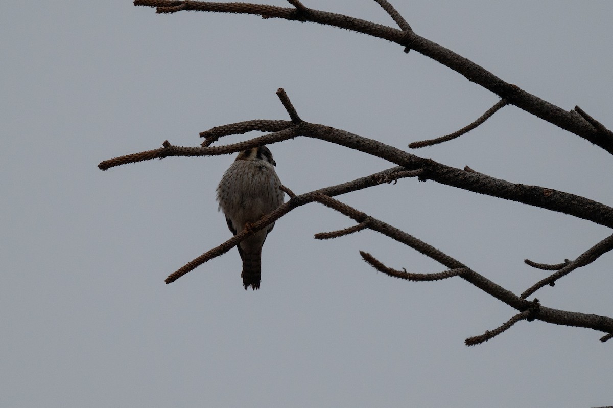 American Kestrel - Isaac Boardman