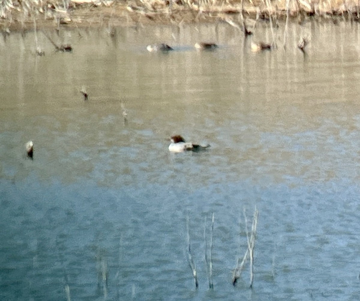 Common Merganser - ML616652601