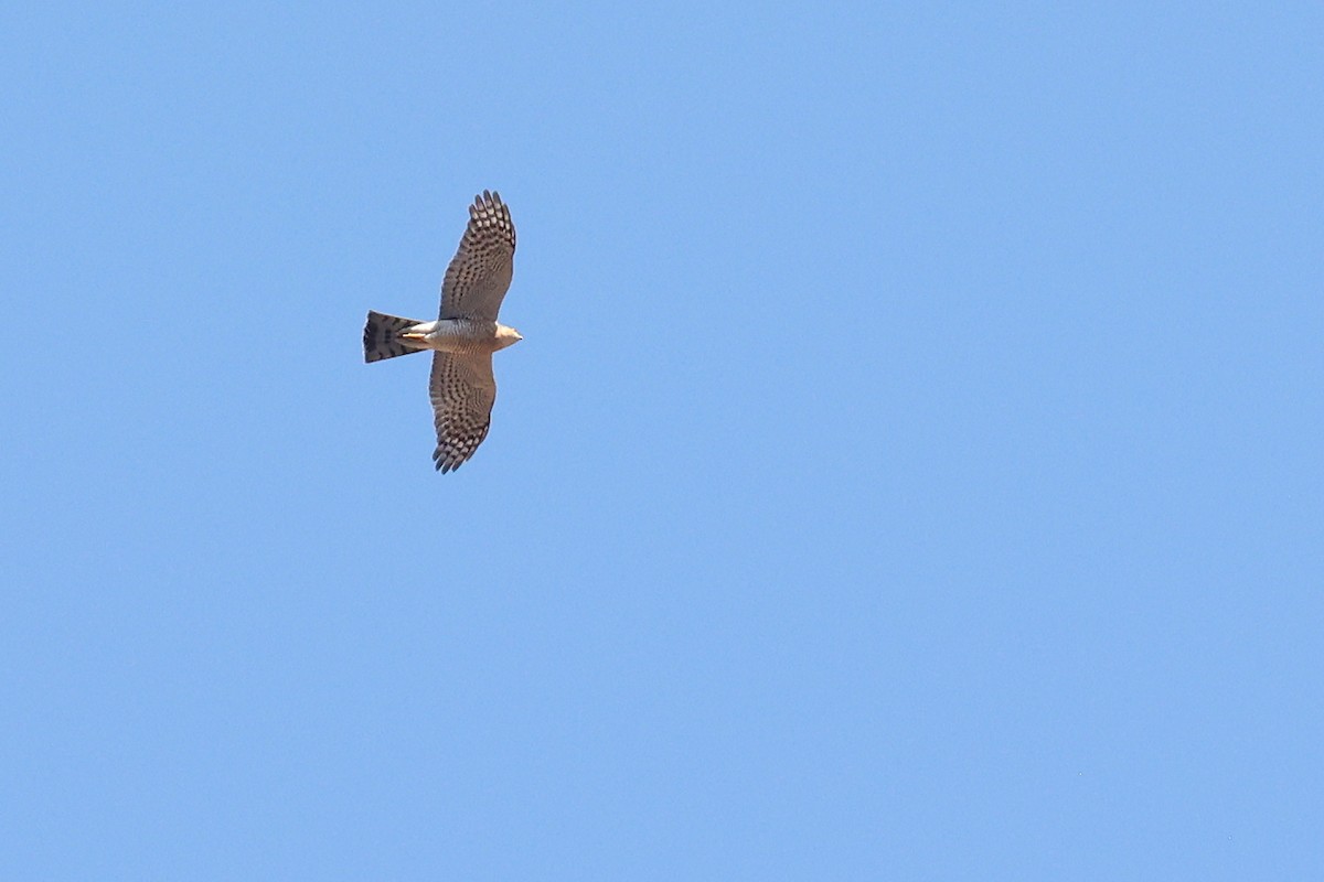 Eurasian Sparrowhawk - Michael O'Brien