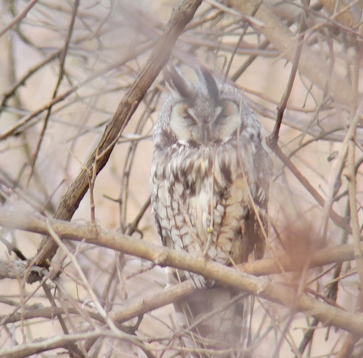 Long-eared Owl - CHRISTOPHER KEEN