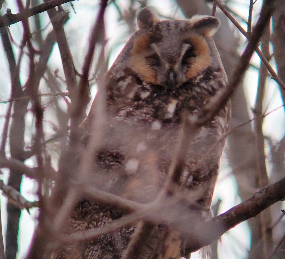 Long-eared Owl - CHRISTOPHER KEEN