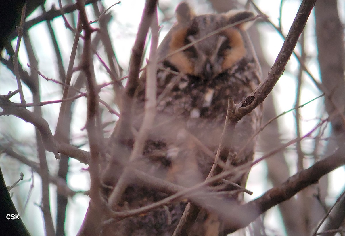 Long-eared Owl - CHRISTOPHER KEEN