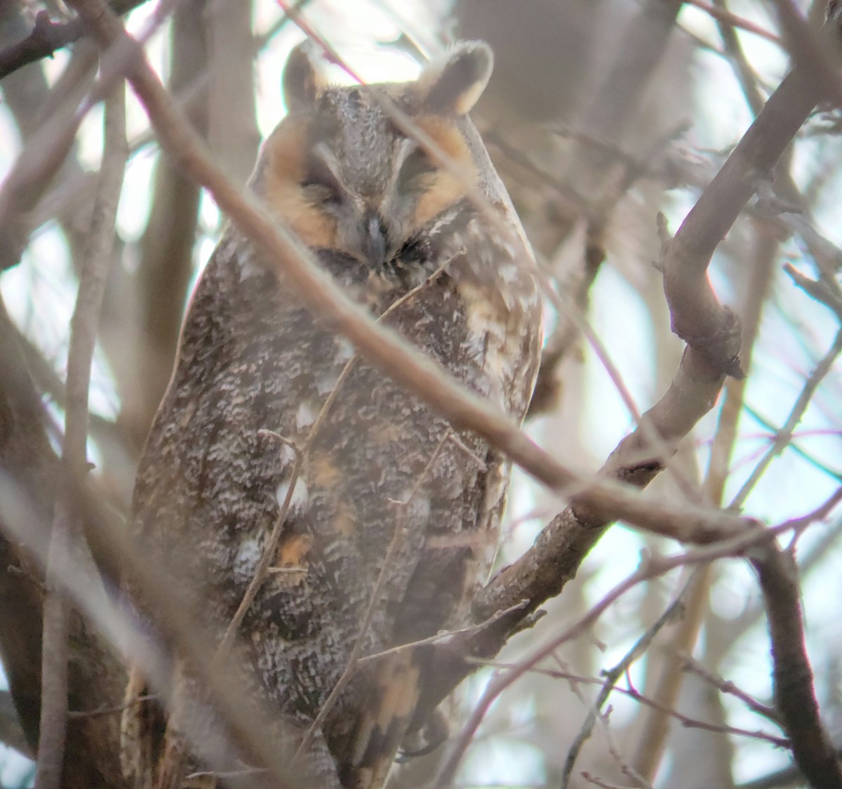 Long-eared Owl - CHRISTOPHER KEEN