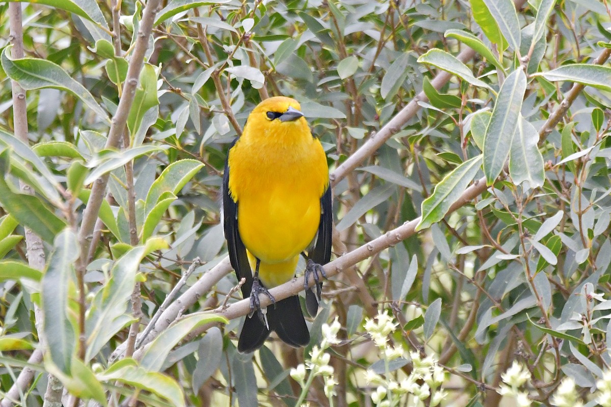 Saffron-cowled Blackbird - ML616652665