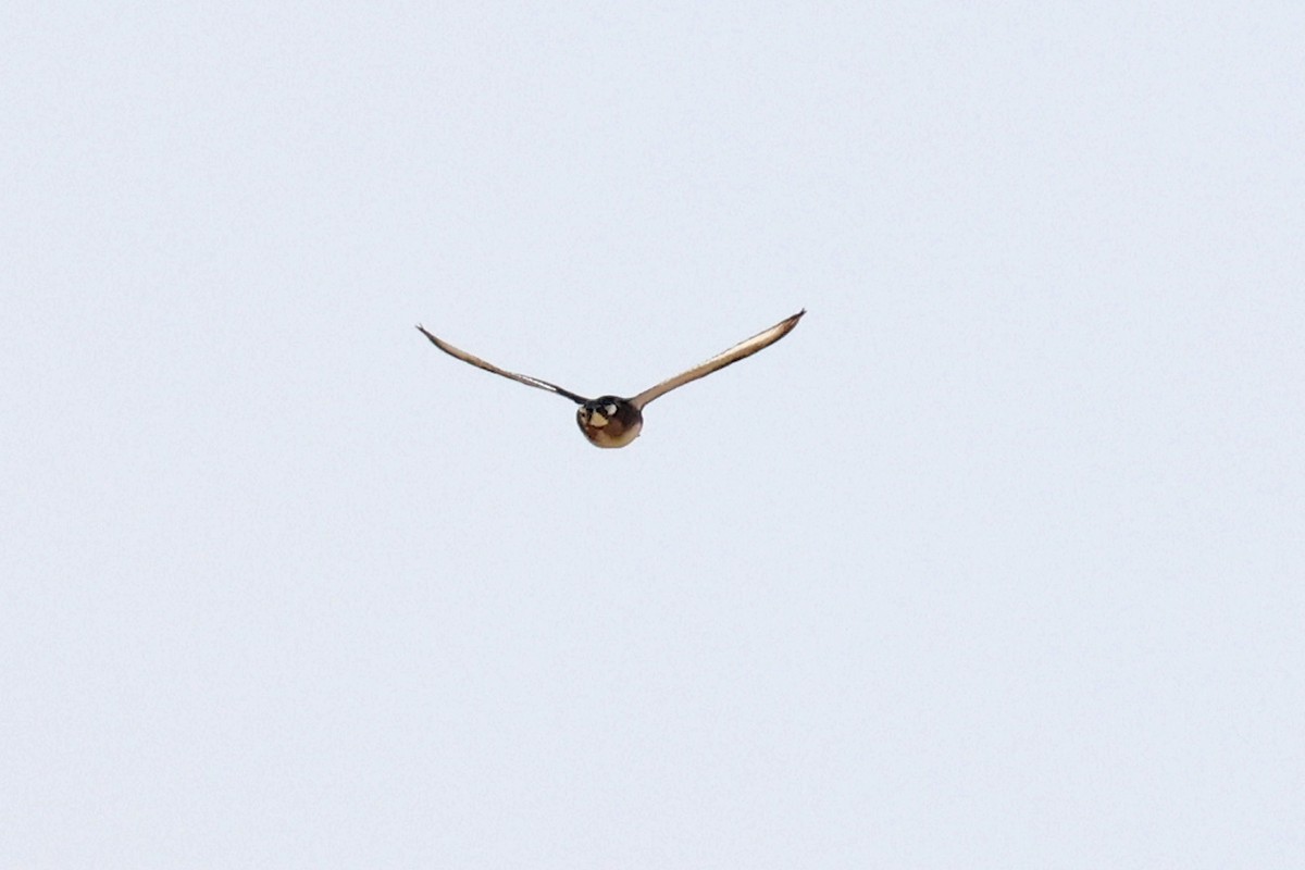 Ferruginous Duck - ML616652666