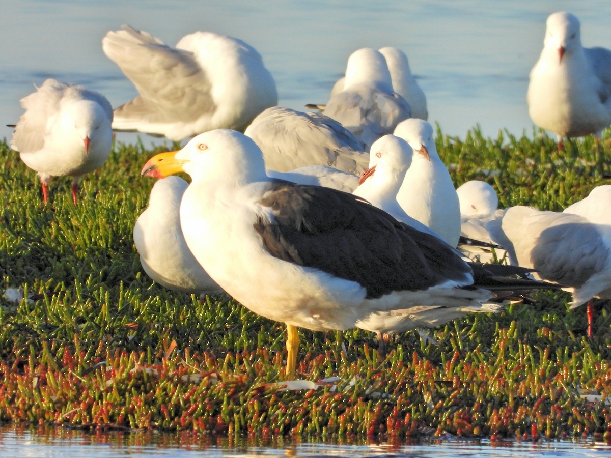 Pacific Gull - Rodney van den Brink