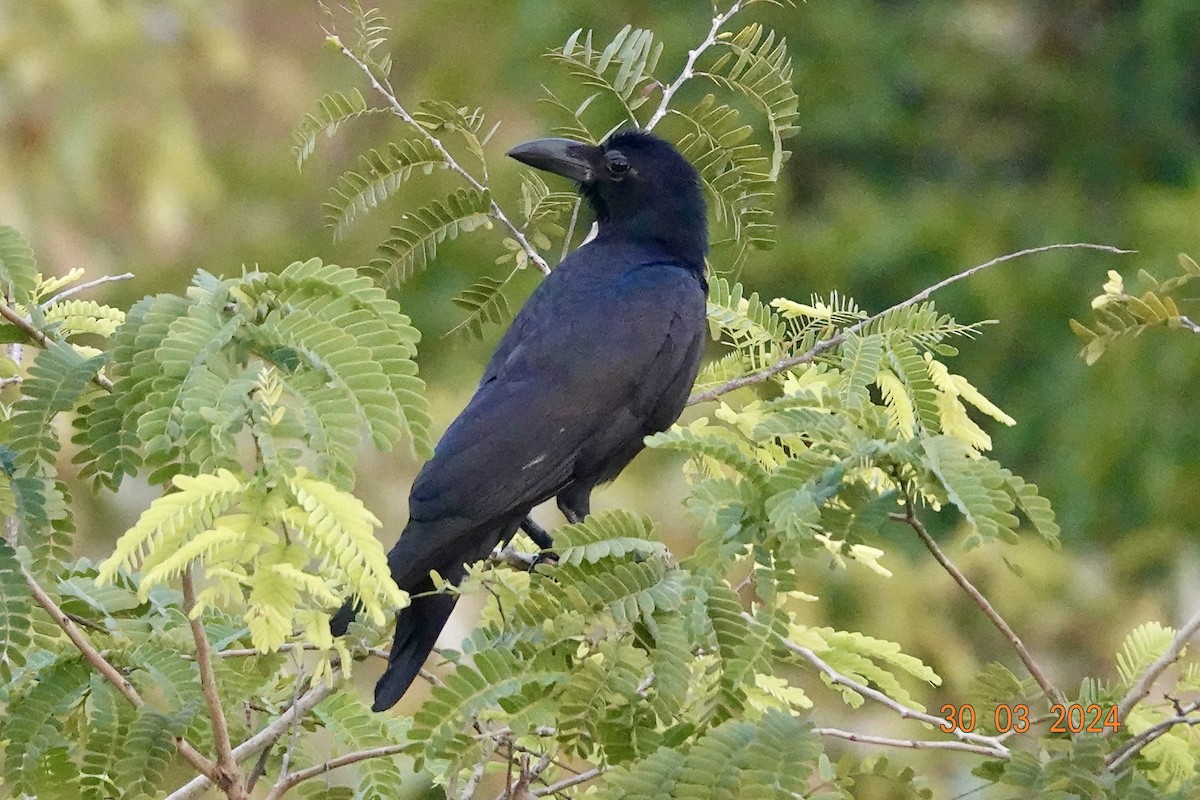 Large-billed Crow - ML616652785
