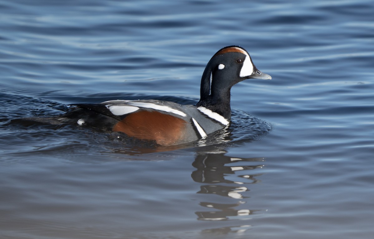 Pato Arlequín - ML616652804