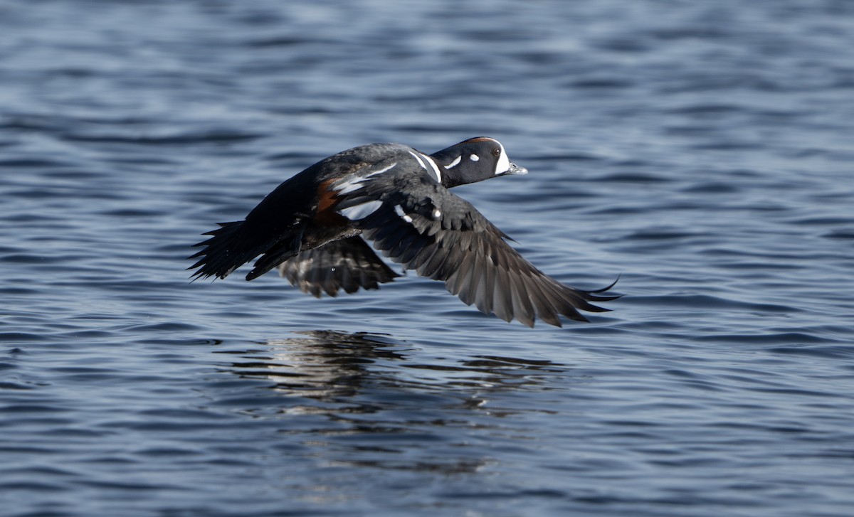 Pato Arlequín - ML616652806