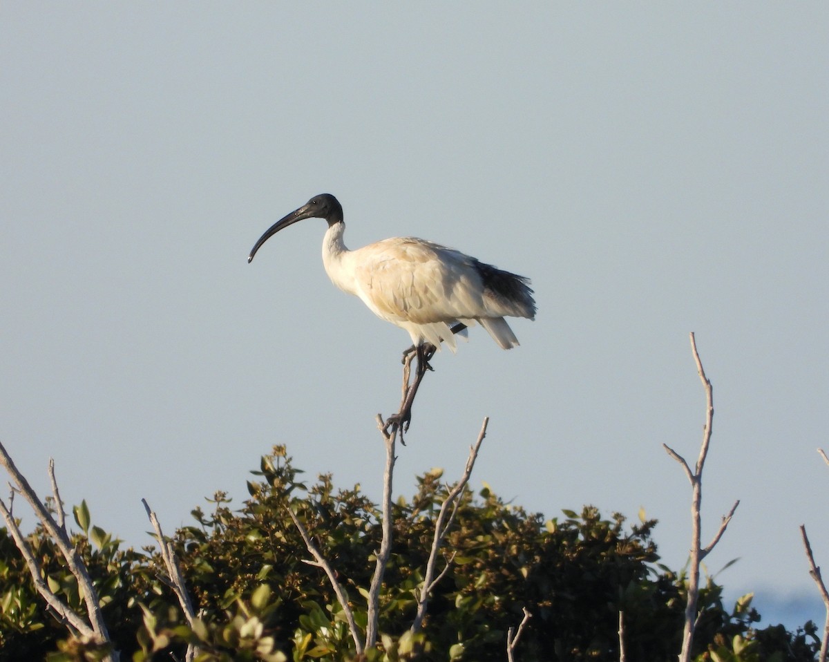ibis australský - ML616652815