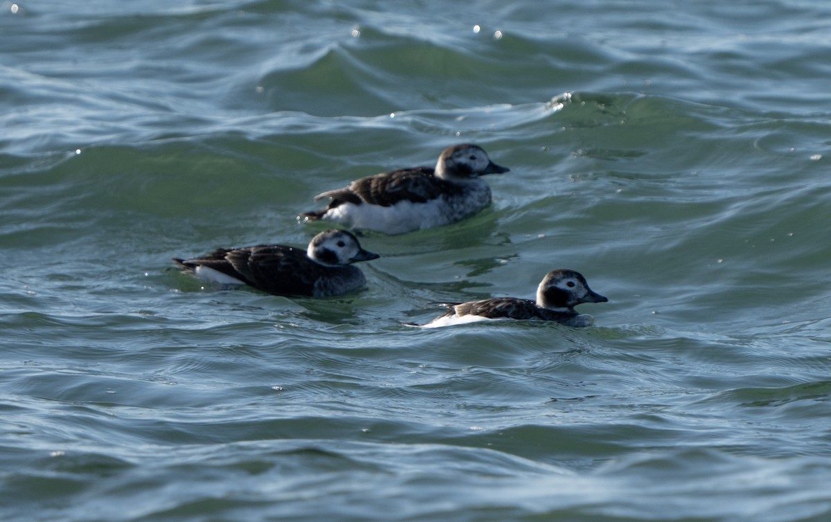 Long-tailed Duck - Justin Labadie