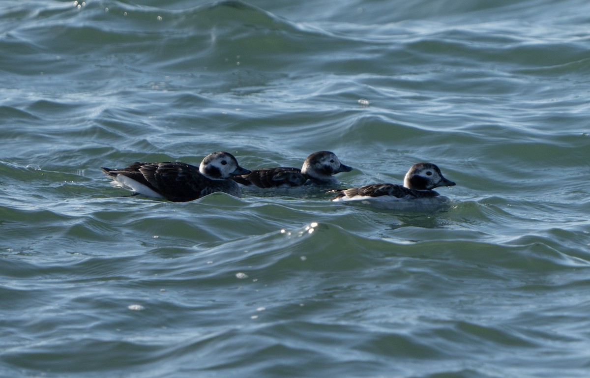 Long-tailed Duck - ML616652823